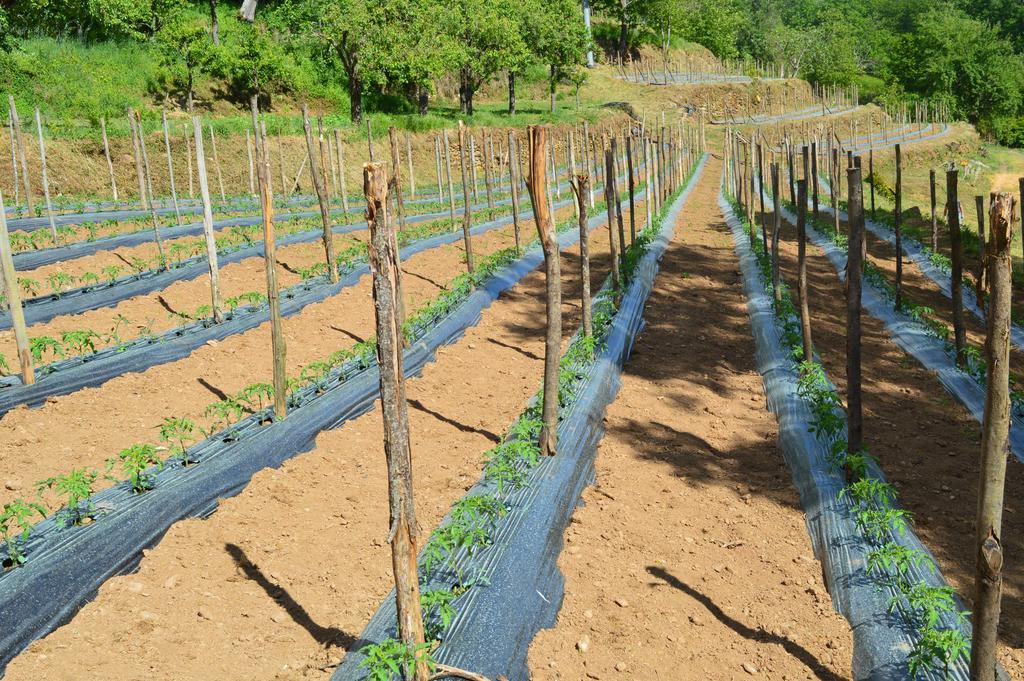 Agriturismo E Turre Serrastretta Bagian luar foto