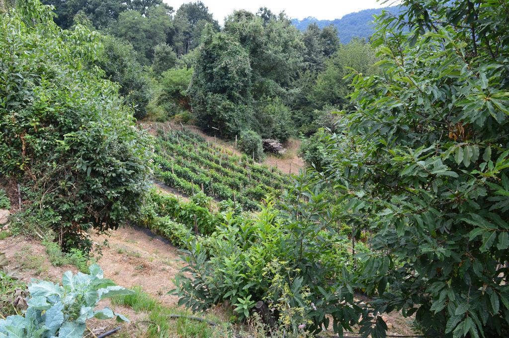 Agriturismo E Turre Serrastretta Bagian luar foto
