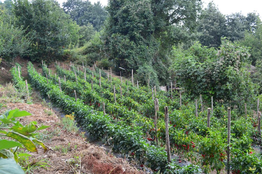 Agriturismo E Turre Serrastretta Bagian luar foto